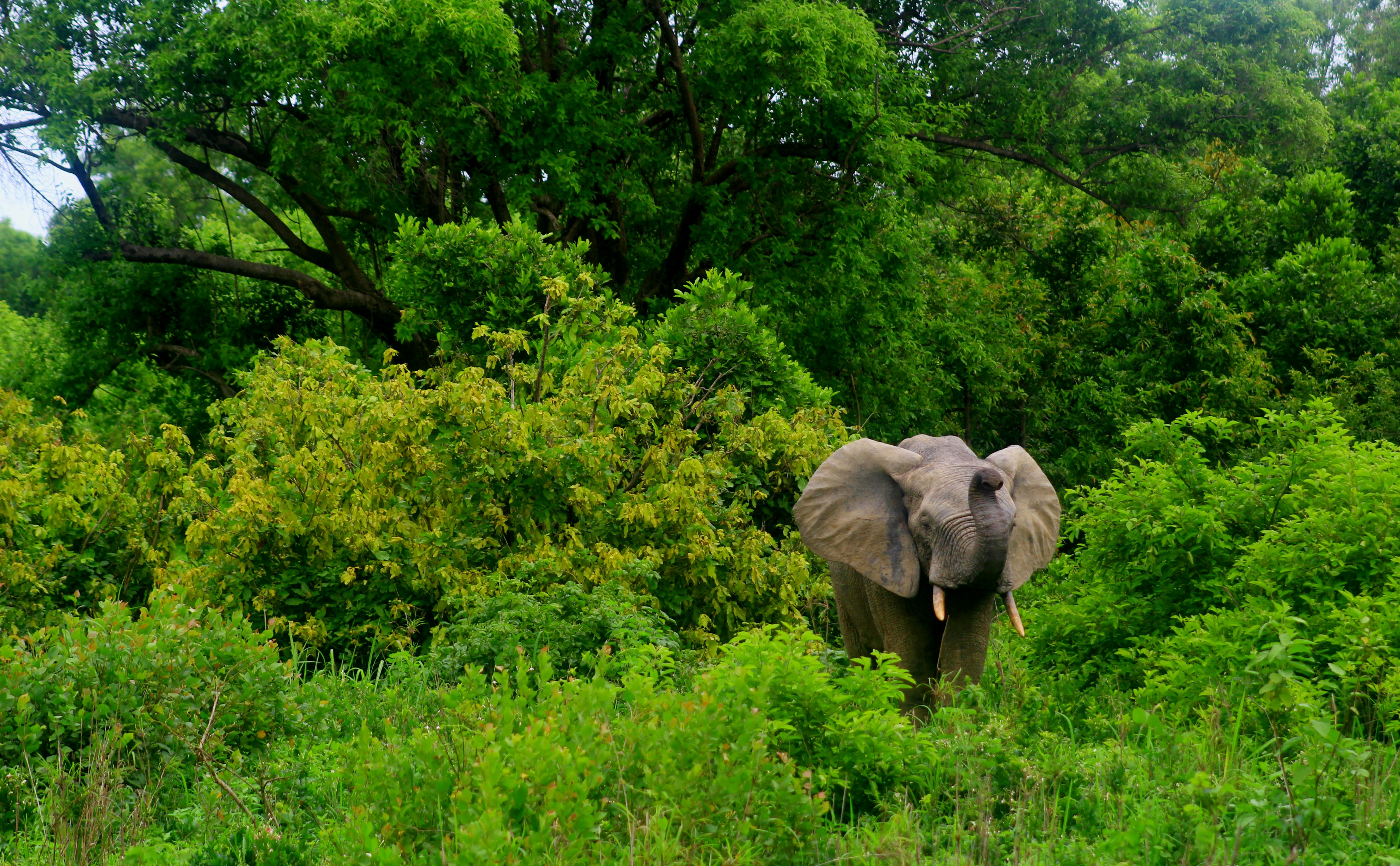 Ghana Wildlife & Safari